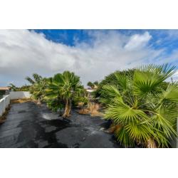 Papaya Cozy Cottage in Aruba